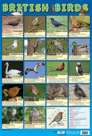British Birds - Native British Birds